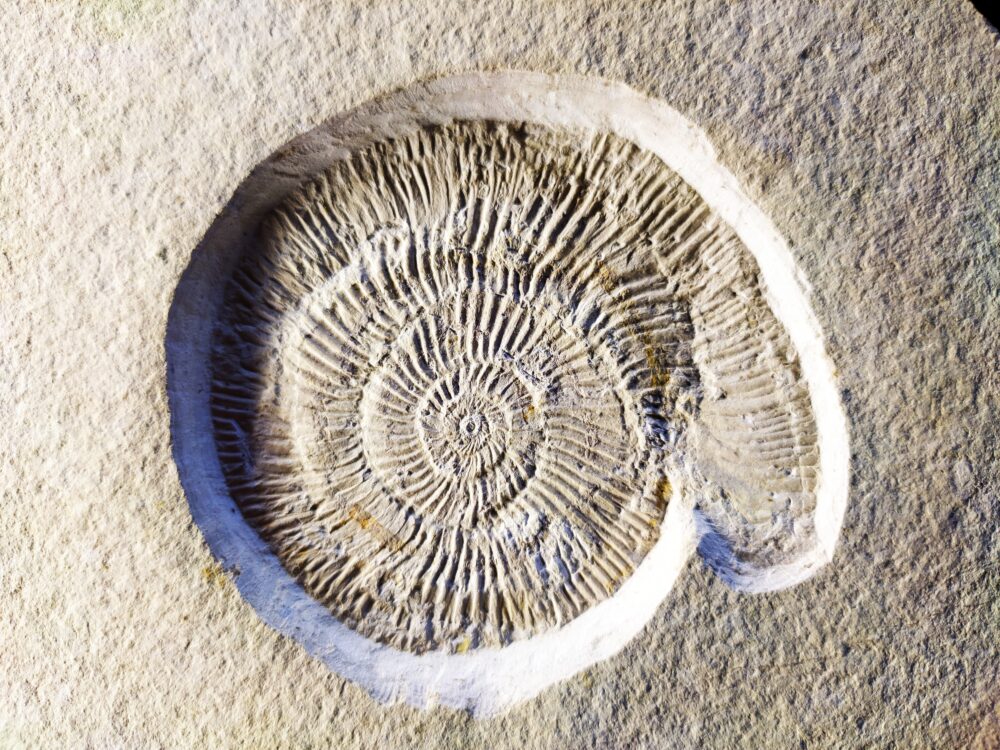 Silicisphinctes russi, Malm, Plattenkalk, Nusplingen
