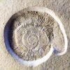 Silicisphinctes russi, Malm, Plattenkalk, Nusplingen