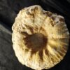 Gravesia gigas, Malm, Plattenkalk, Ried b. Kehlheim