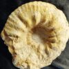 Gravesia gigas, Malm, Plattenkalk, Ried b. Kehlheim