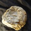 Gravesia gigas, Malm, Plattenkalk, Ried b. Kehlheim