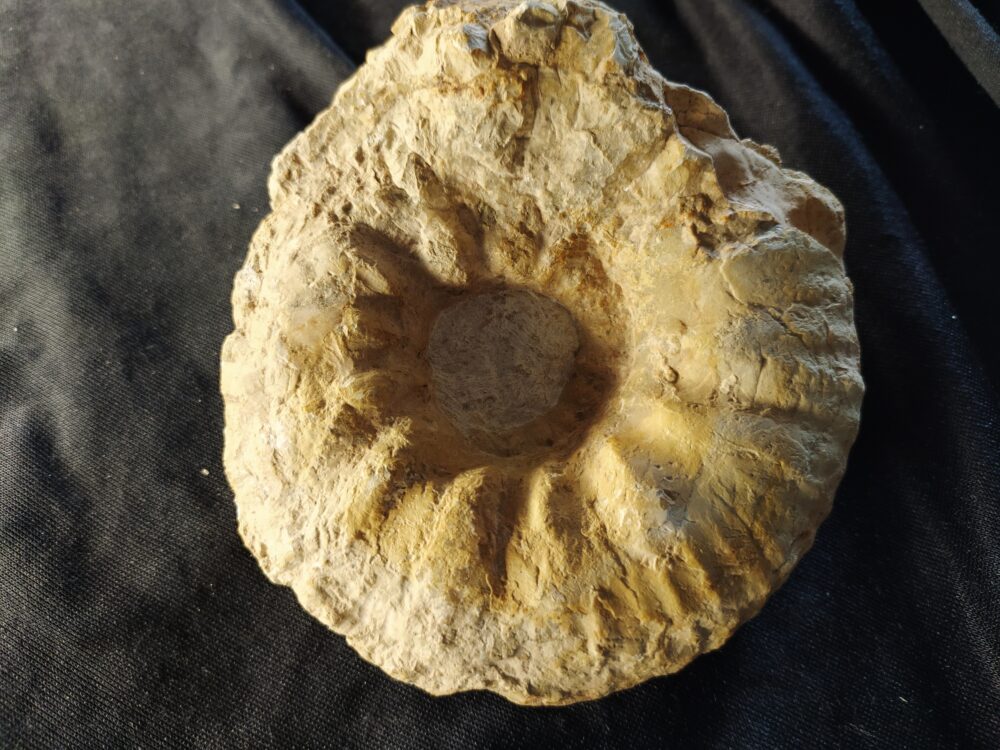 Gravesia gigas, Malm, Plattenkalk, Ried b. Kehlheim