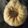 Gravesia gigas, Malm, Plattenkalk, Ried b. Kehlheim