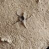 Schlangensterne, Aspidura scutellata, ob. Muschelkalk, Gundelsheim