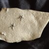 Schlangensterne, Aspidura scutellata, ob. Muschelkalk, Gundelsheim