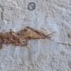 Heuschrecke, Santana Formation, Kreide, Brasilien