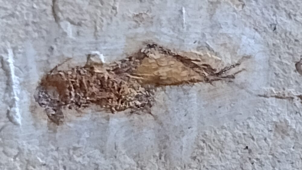 Heuschrecke, Santana Formation, Kreide, Brasilien