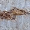 Heuschrecke, Santana Formation, Kreide, Brasilien
