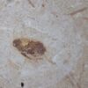 Zikade, Santana Formation, Kreide, Brasilien