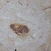 Zikade, Santana Formation, Kreide, Brasilien