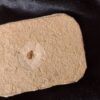 Zikade, Santana Formation, Kreide, Brasilien
