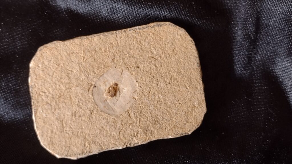 Zikade, Santana Formation, Kreide, Brasilien