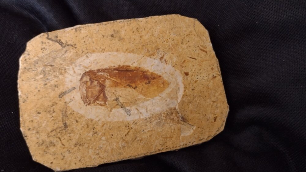 Große Wasserwanze, Santana Formation, Kreide, Brasilien