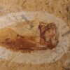 Große Wasserwanze, Santana Formation, Kreide, Brasilien