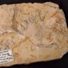 Wasserwanze, Santana Formation, Kreide, Brasilien
