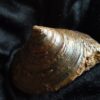 wunderbare Schnecke der Gattung Pyrgotrochus, Dogger, Balingen