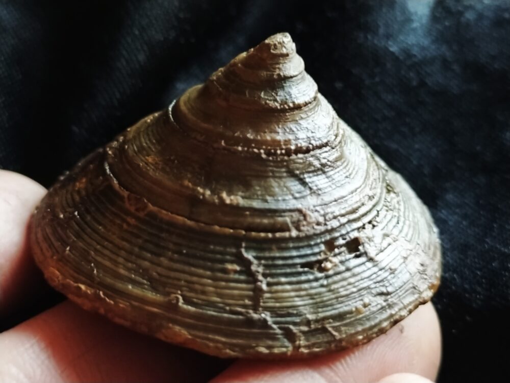 wunderbare Schnecke der Gattung Pyrgotrochus, Dogger, Balingen