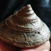 wunderbare Schnecke der Gattung Pyrgotrochus, Dogger, Balingen