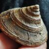 wunderbare Schnecke der Gattung Pyrgotrochus, Dogger, Balingen