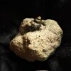 Drei hübsche Pyritknollen mit Fossilien von Reichenbach bei Aalen, Lias  * reserviert *