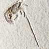 seltener Krebs, Bylgiella hexadon, Malm, Plattenkalk, Eichstätt  * reserviert *