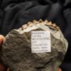 wunderschöner Hoplites spathi, Kreide, Courcelles, Frankreich  * reserviert *