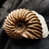 wunderschöner Hoplites spathi, Kreide, Courcelles, Frankreich  * reserviert *