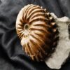 wunderschöner Hoplites spathi, Kreide, Courcelles, Frankreich  * reserviert *