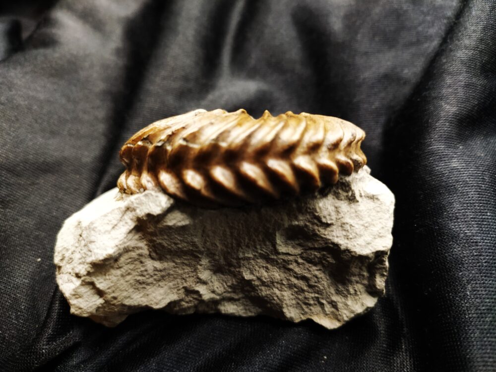 wunderschöner Hoplites spathi, Kreide, Courcelles, Frankreich  * reserviert *