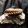 wunderschöner Hoplites spathi, Kreide, Courcelles, Frankreich  * reserviert *