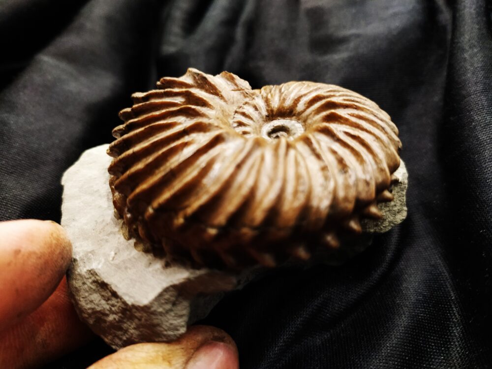 wunderschöner Hoplites spathi, Kreide, Courcelles, Frankreich  * reserviert *