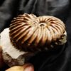 wunderschöner Hoplites spathi, Kreide, Courcelles, Frankreich  * reserviert *