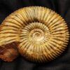 Top, Parkinsonia parkinsoni, Dogger, Sengenthal  * reserviert *
