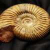Top, Parkinsonia parkinsoni, Dogger, Sengenthal  * reserviert *