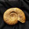 Top, Parkinsonia parkinsoni, Dogger, Sengenthal  * reserviert *