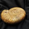 Top, Parkinsonia parkinsoni, Dogger, Sengenthal  * reserviert *