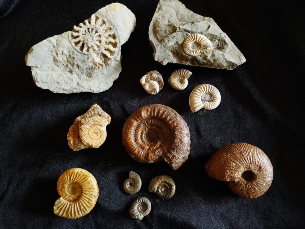 IMG_20250708_094100 Konvolut: Diverse Fossilien aus dem Jura Süddeutschlands