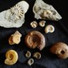 Konvolut: Diverse Fossilien aus dem Jura Süddeutschlands
