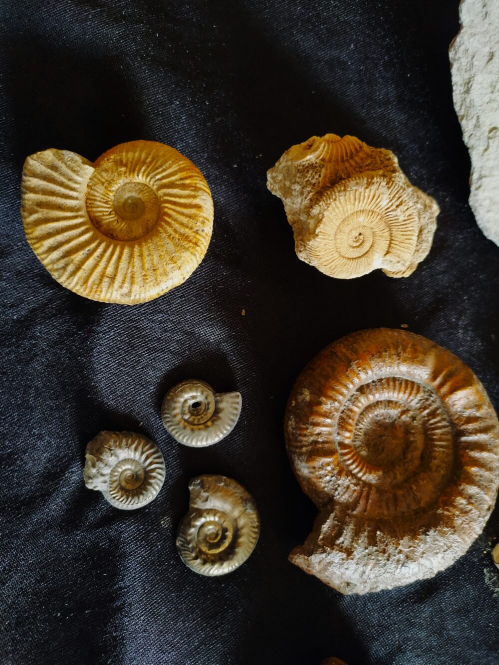 IMG_20250708_094111 Konvolut: Diverse Fossilien aus dem Jura Süddeutschlands