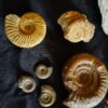 Konvolut: Diverse Fossilien aus dem Jura Süddeutschlands