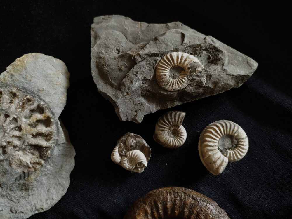IMG_20250708_094116 Konvolut: Diverse Fossilien aus dem Jura Süddeutschlands