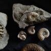 Konvolut: Diverse Fossilien aus dem Jura Süddeutschlands