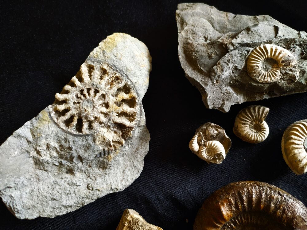 IMG_20250708_094120 Konvolut: Diverse Fossilien aus dem Jura Süddeutschlands