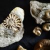 Konvolut: Diverse Fossilien aus dem Jura Süddeutschlands