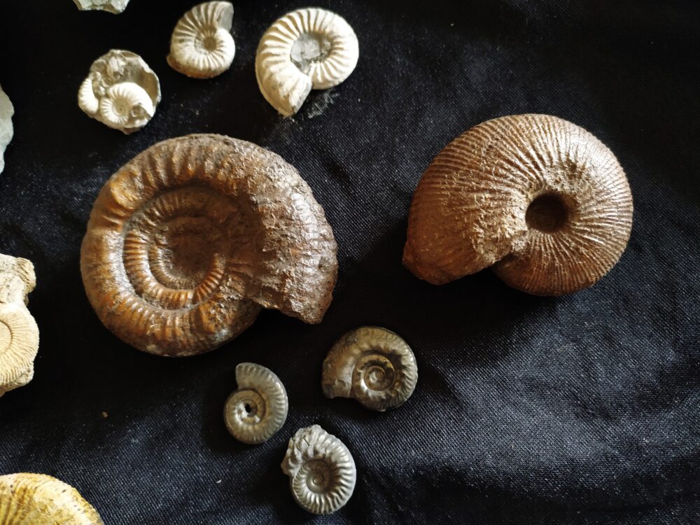 IMG_20250708_094136 Konvolut: Diverse Fossilien aus dem Jura Süddeutschlands