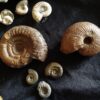 Konvolut: Diverse Fossilien aus dem Jura Süddeutschlands
