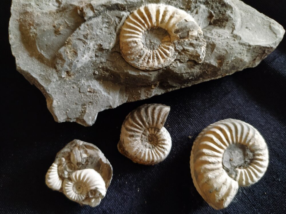 IMG_20250708_094150 Konvolut: Diverse Fossilien aus dem Jura Süddeutschlands