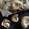 Konvolut: Diverse Fossilien aus dem Jura Süddeutschlands