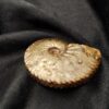 schöner Anahoplites, Kreide, Courcelles, Frankreich  * reserviert *