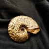 schöner Anahoplites, Kreide, Courcelles, Frankreich  * reserviert *